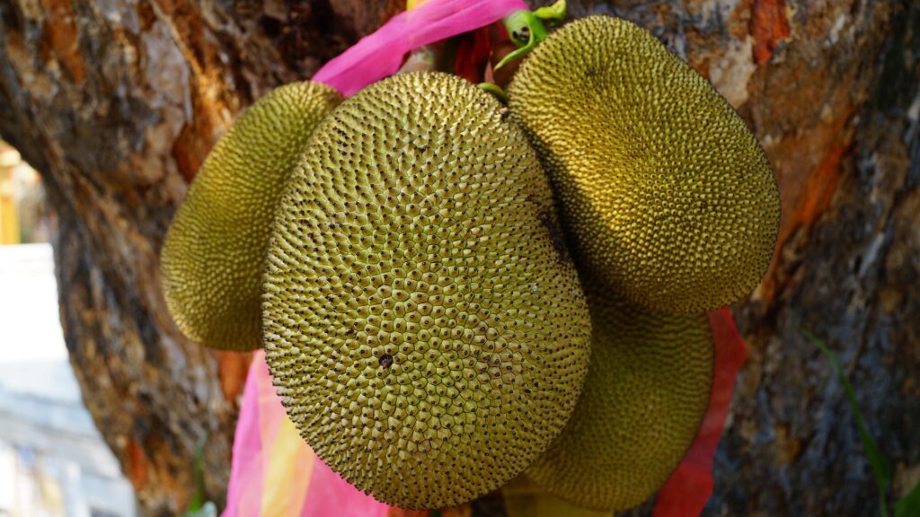 jackfruit