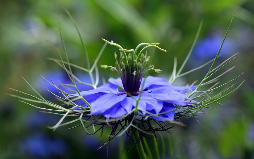 Black cumin (Nigella sativa) flower